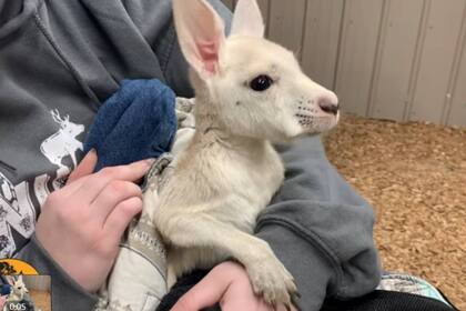 Cosmo es el nombre de este ejemplar que posee una condición genética extraña llamada leucismo, que produce la falta de pigmentación en su pelaje