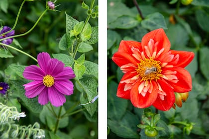 Cosmos bipinnatus y Dahlia Alstergruss, dos must para atraer mariposas