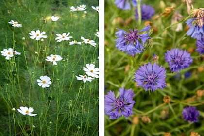 Cosmos bipinnatus y Nigella damascena, dos plantas autorreproductoras para un jardín que no demande esfuerzos