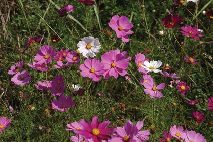 Cosmos, una planta anual que se siembra en primavera y florece en verano.