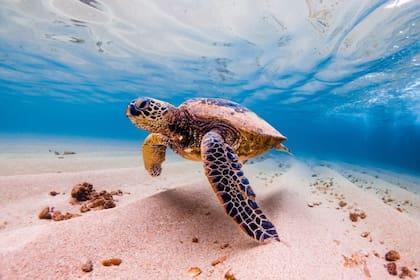Costa Rica dictaminó que la matanza de ciertos animales en peligro de extinción es inconstitucional y, por lo tanto, ilegal