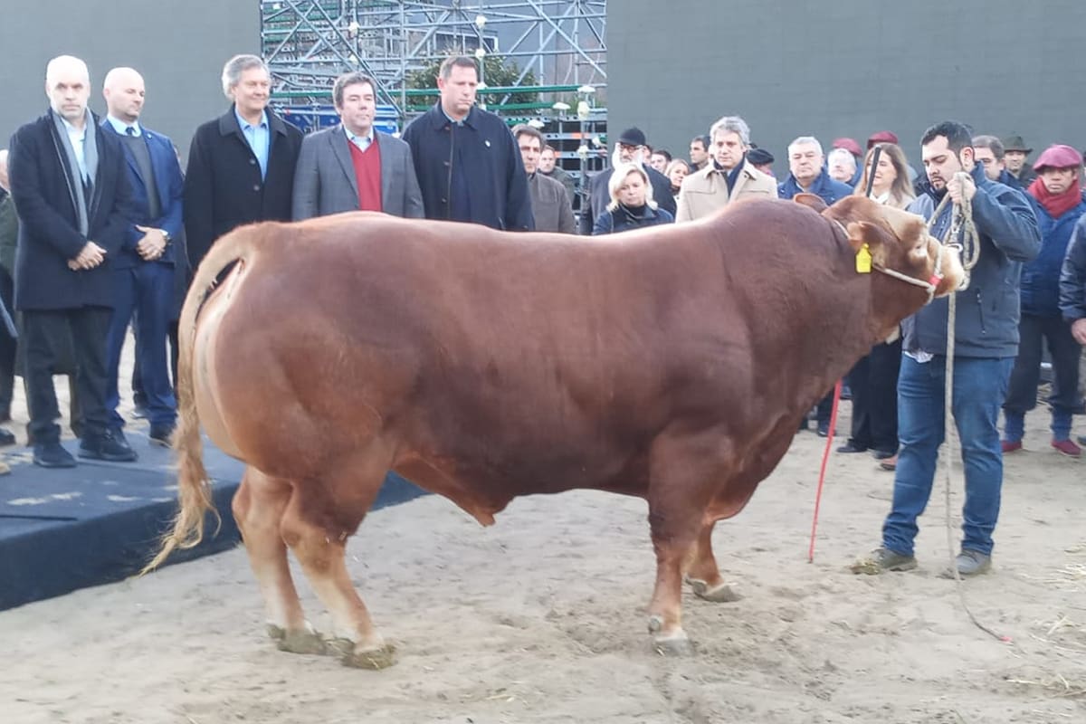 Cotilerio Nicanor, el primer animal en ingresar a la Exposición Rural de Palermo. Foto: Limousin