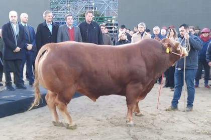 Cotilerio Nicanor, el primer animal en ingresar a la Exposición Rural de Palermo. Foto: Limousin