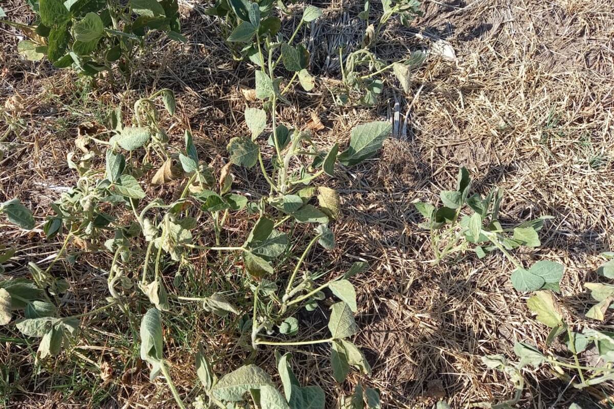 Cotizaciones tan elevadas son consecuencia, principalmente, de las dudas que encierra la producción argentina en la campaña en curso