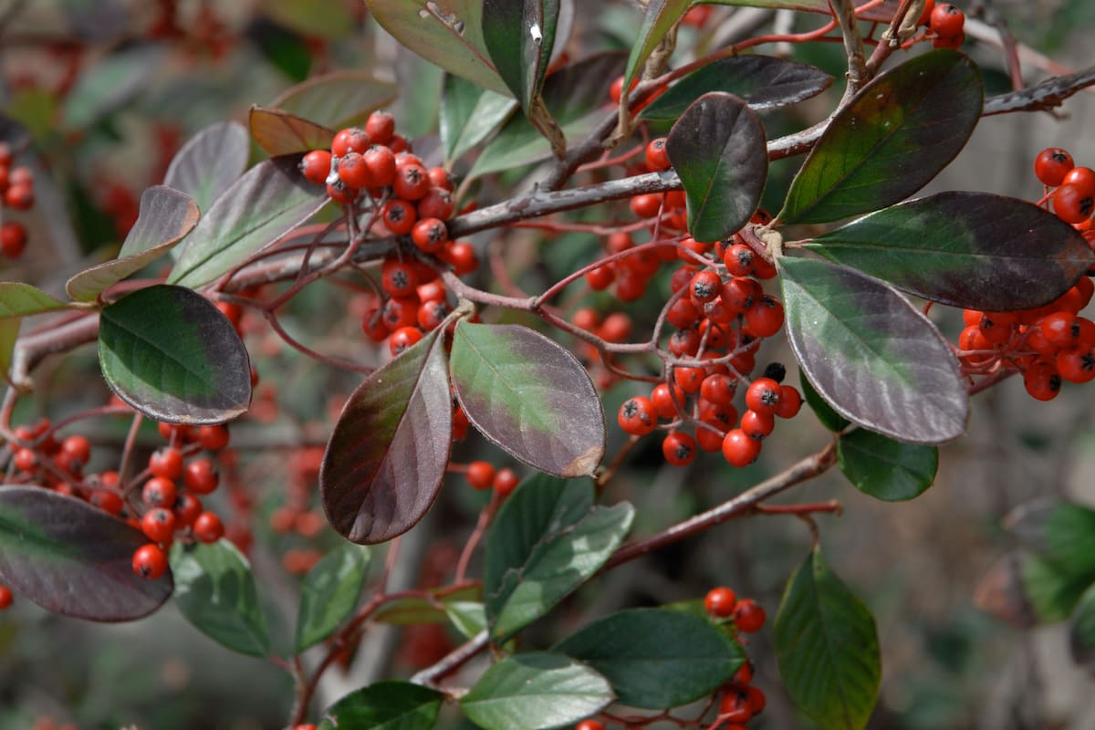 Los frutos rojos hacen del cotoneaster una planta muy atractiva visualmente.