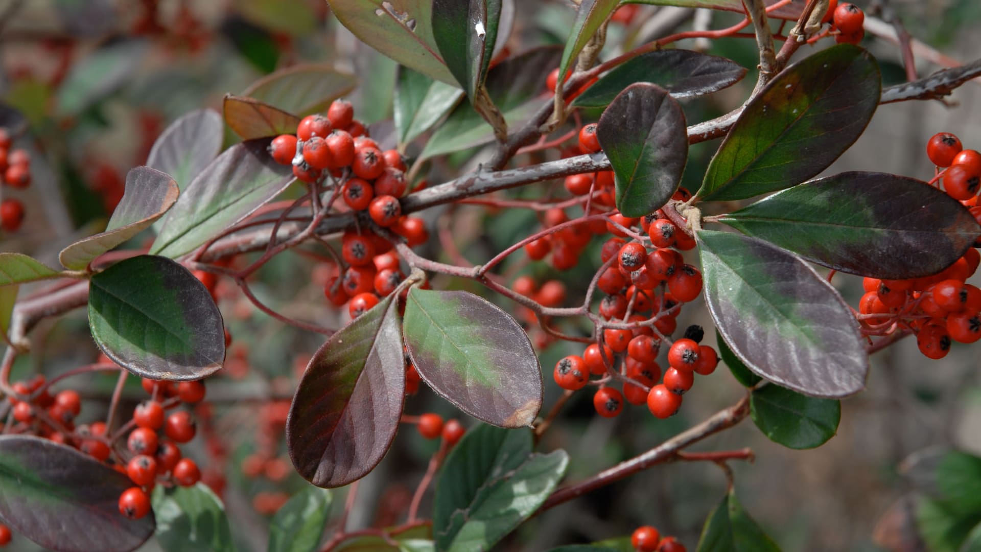 Los frutos rojos hacen del cotoneaster una planta muy atractiva visualmente.