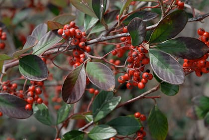Cotoneaster con frutos que lo hacen muy atractivo.