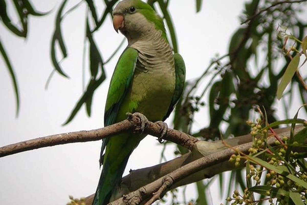 Cotorra argentina