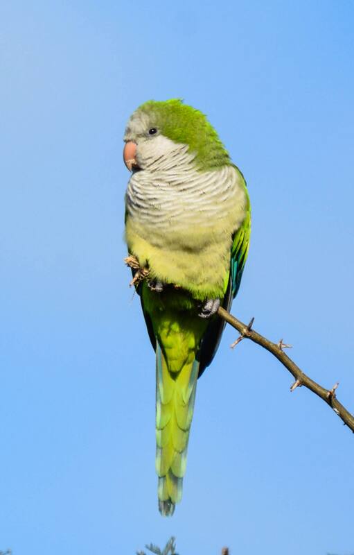 Cotorra (Myiopsitta monachus). Una especie que suele verse en muchas como mascota.