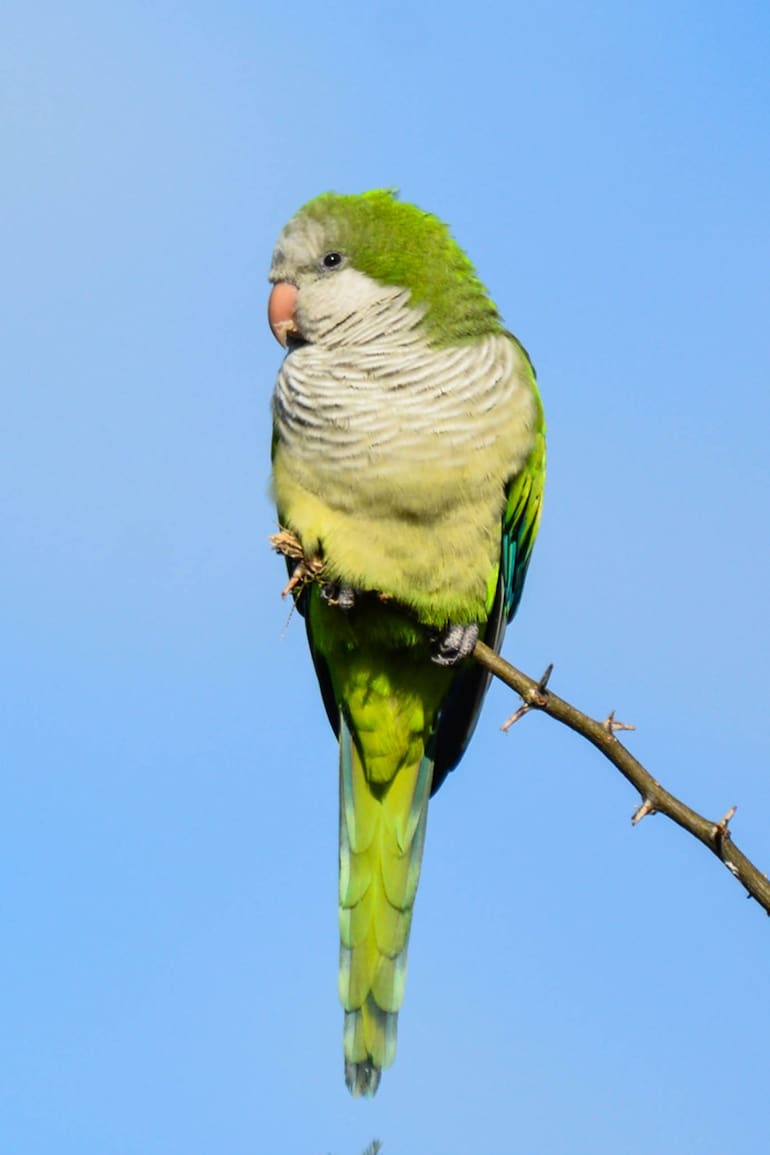 Cotorra (Myiopsitta monachus). Una especie que suele verse en muchas como mascota.