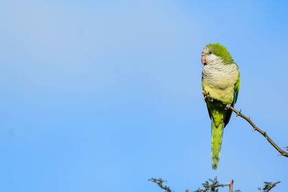Cotorra (Myiopsitta monachus). Una especie que suele verse en muchas como mascota.