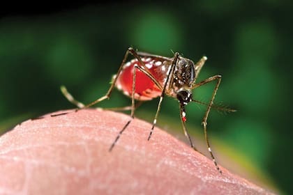Covid-19, Zika, Ébola, dengue y más allá: por qué no estamos preparados para lo que viene
