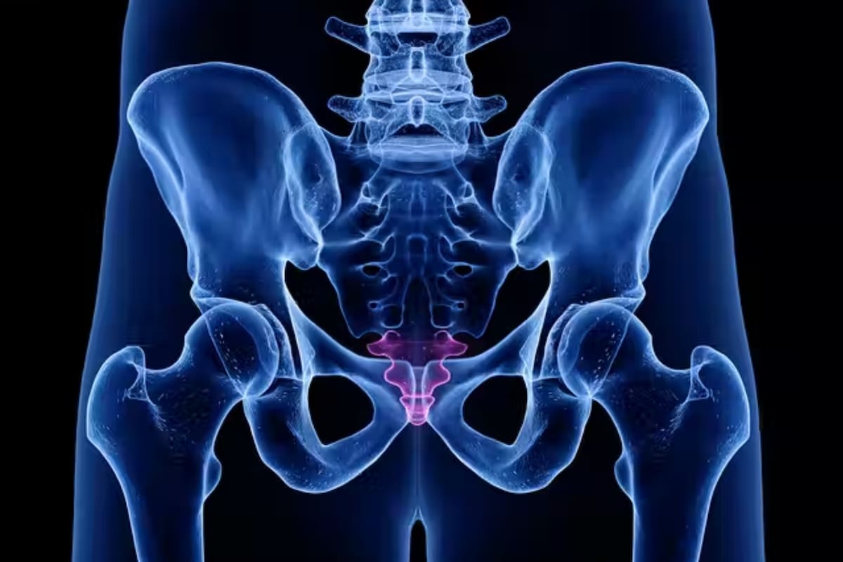 Coxis humano, es el sitio del que se desprendería la cola, en caso de tenerla