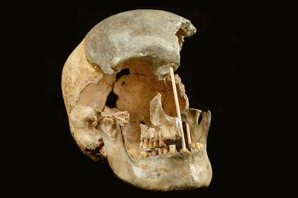 Cráneo de la mujer conocida como Zlatý kun, que vivió hace unos 45.000 años en la actual República Checa