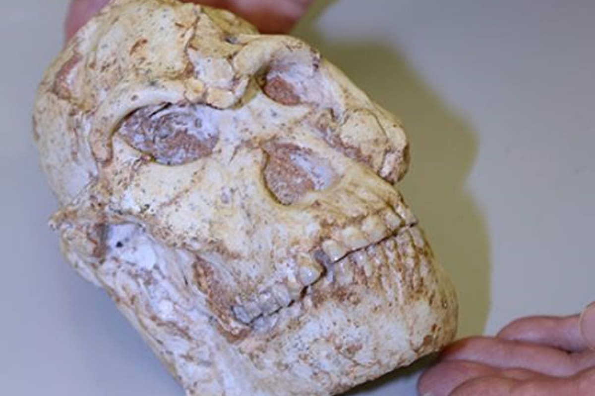 Cráneo de Little Foot