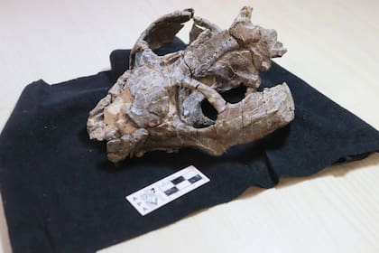 Cráneo fósil de Chiniquodon theotonicus hallado en la Formación Chañares, en La Rioja