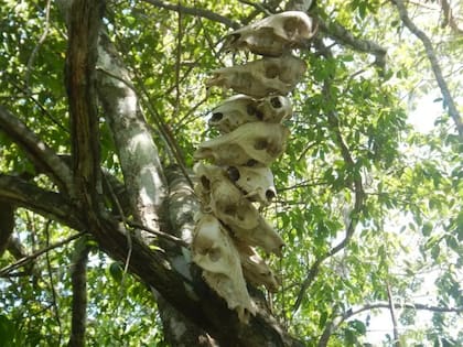 Cráneos de animales en las ramas de un árbol