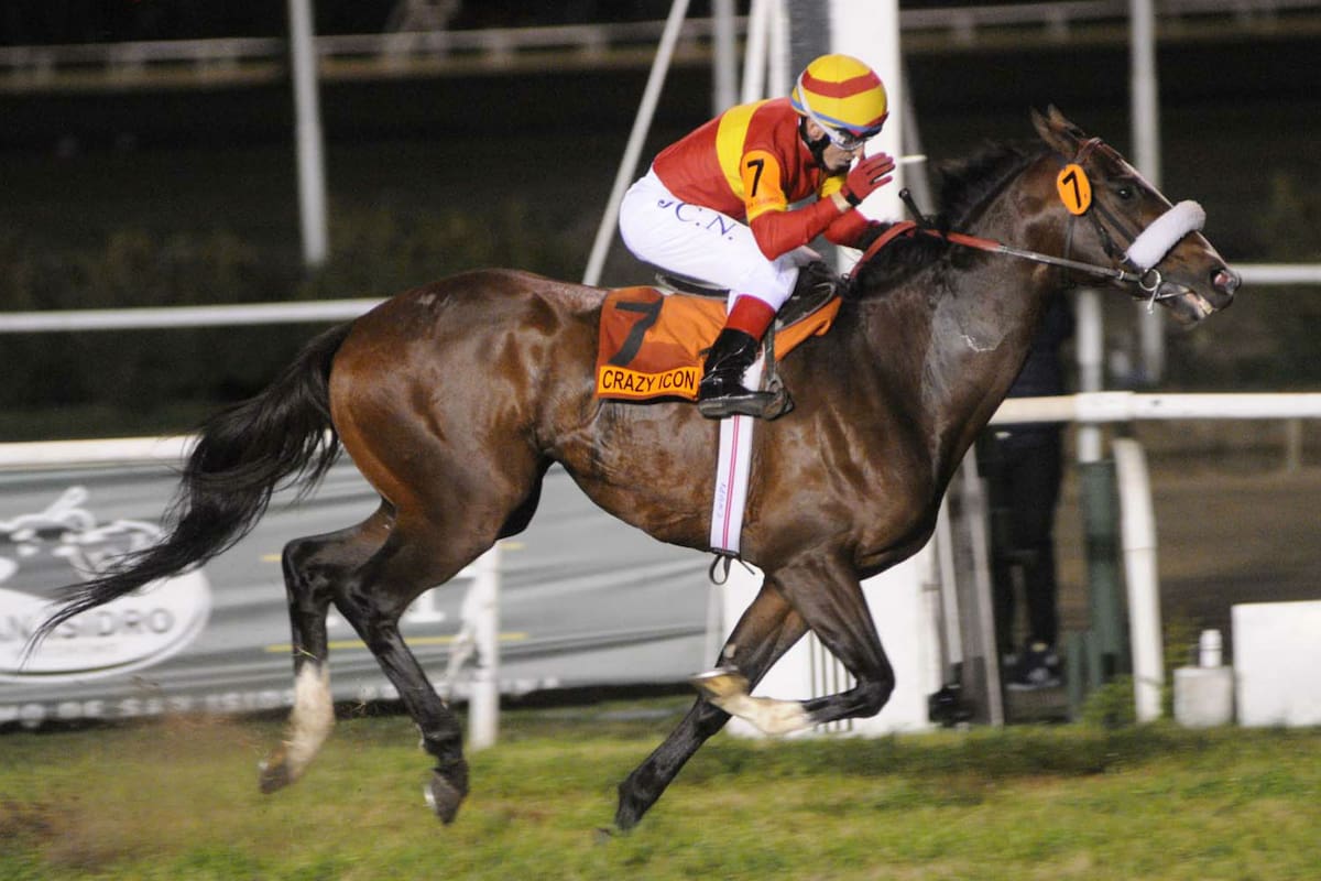 Crazy Icon vuelve a competir después de un año, cuando ganó su primer Classic, en San Isidro; ahora lo intentará en Palermo