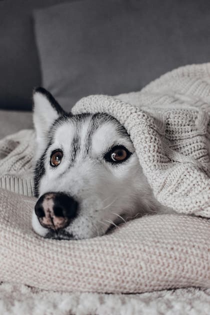 Creá un lugar ameno para que tu perro y gato se sientan a gusto antes de que inicien con el lanzamiento de la pirotecnia