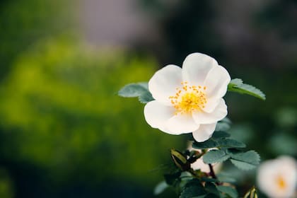 Creada en Inglaterra en los años 70, esta variedad conquistó jardineros de todo el mundo por su rusticidad, su belleza natural y su espíritu silvestre