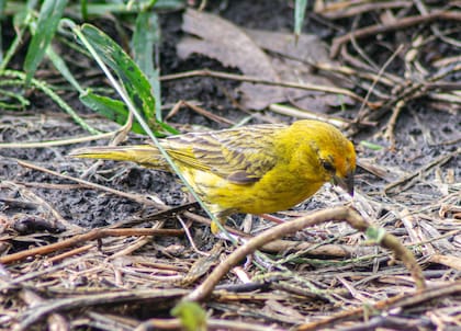 Crear un ámbito que no aleje a las especies del lugar es uno de los pilares de una vida mejor. Foto: Patricia Rosas