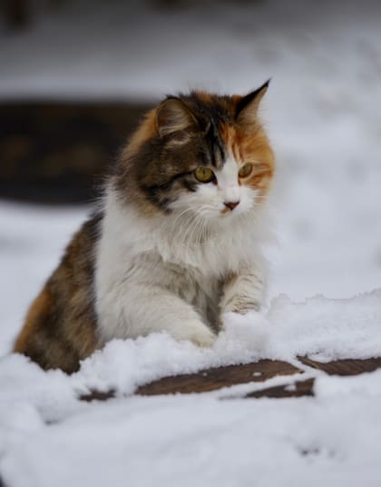 Crear un espacio seguro para tu gato también es fundamental para colaborar a su bienestar