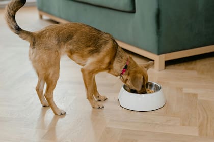 Crear un hábito de alimentación diario permitirá reducir el estrés de tu perro y mejorar su capacidad de respuesta ante cambios bruscos