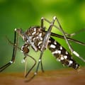 Cómo funciona la vacuna que podrá reducir la población del mosquito que transmite el dengue