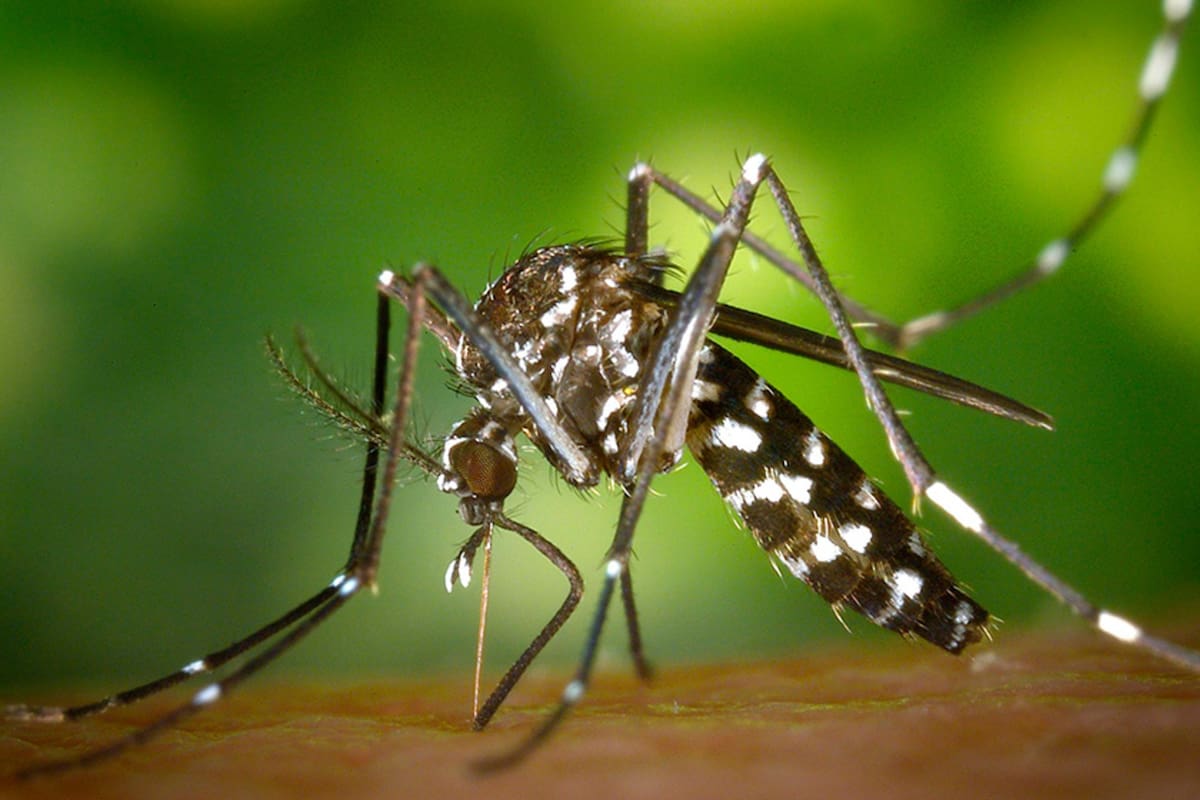 Crearon una alternativa biológica capaz de cortar la cadena de contagio del dengue y otras enfermedades