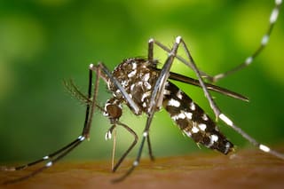 Cómo funciona la vacuna que podrá reducir la población del mosquito que transmite el dengue