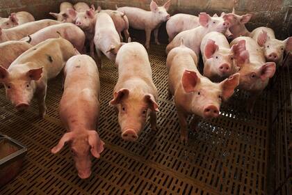Crece el consumo de carne de cerdo en el país