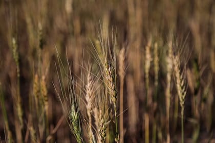 Crece la controversia por la aprobación condicional