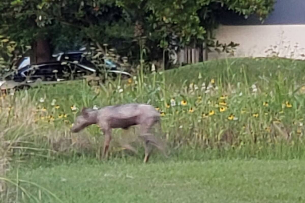 Crece la preocupación en Chile por la matanza de decenas de alpacas que reavivan el mito del Chupacabras