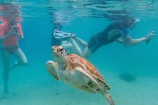 Los océanos alcanzan temperaturas récord: cuáles son los riesgos para la vida marina y humana