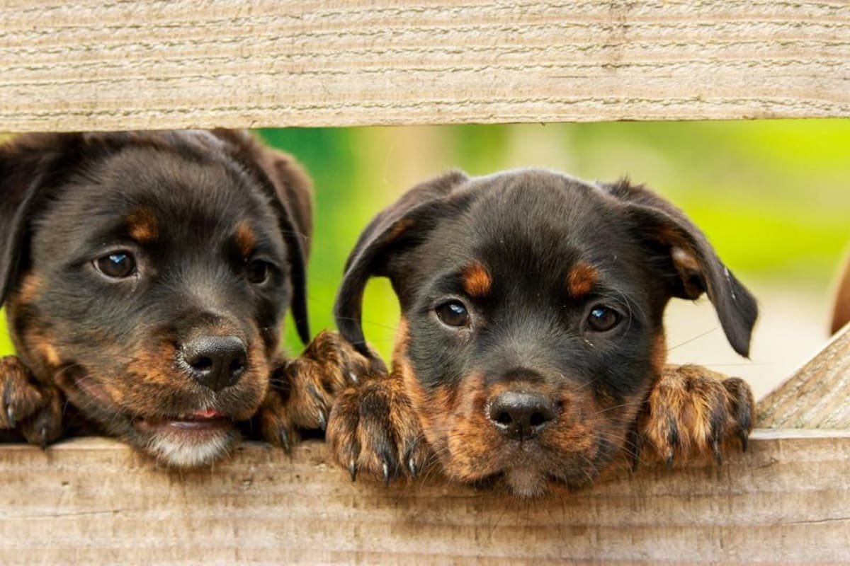 Crece la preocupación por un virus mortal similar al parvovirus canino en los Estados Unidos