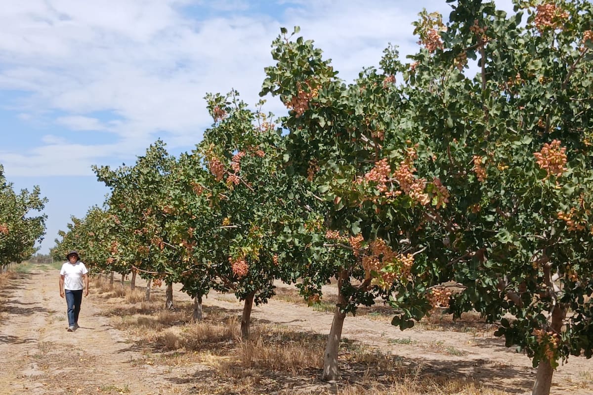 Crece la producción de pistachos en la provincia