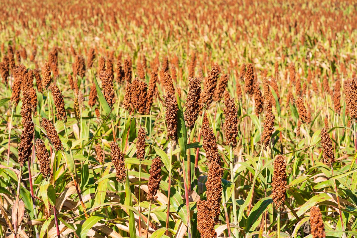 Crecen las ventas de sorgo argentino a China