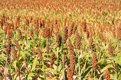 Crecen las ventas de sorgo argentino a China