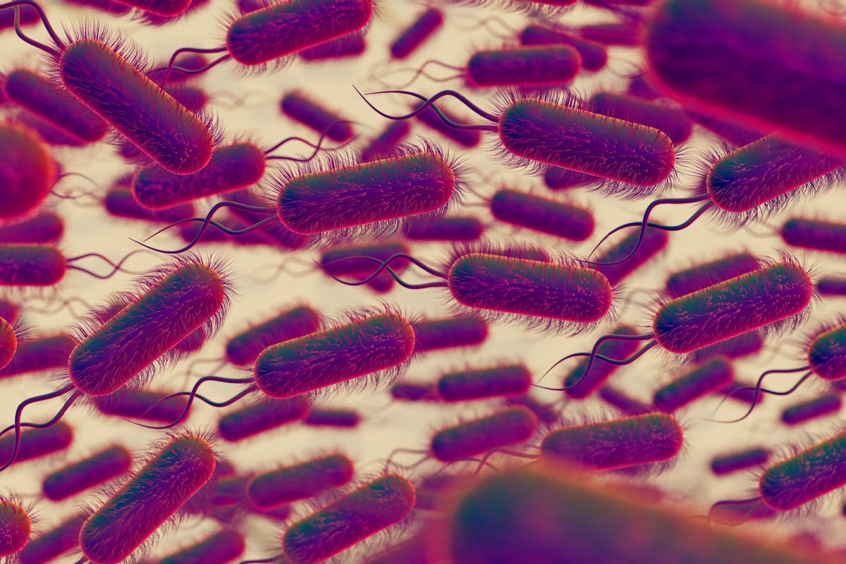 Crecen los casos de infección por Vibrio vulnificus luego del paso de dos huracanes en Florida