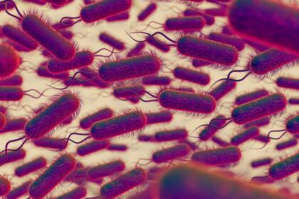 Crecen los casos de infección por Vibrio vulnificus luego del paso de dos huracanes en Florida