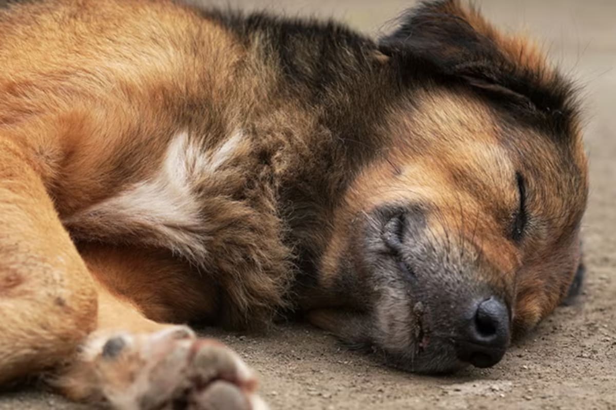 Crecen los casos de perros envenenados en Las Cañitas