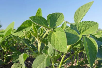 Creció a 18% a nivel país el uso de la soja resistente a insectos