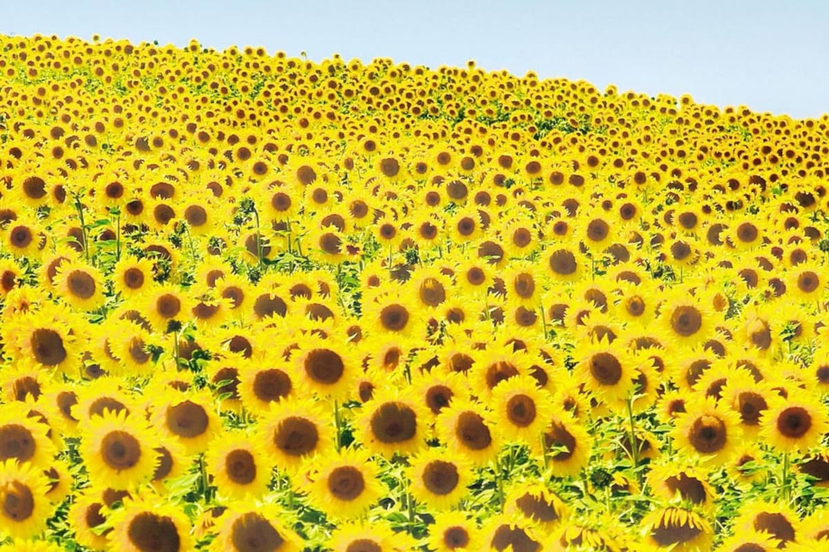 Creció el girasol en la región