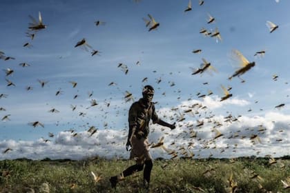 Una gran plaga de langostas del desierto apareció en África Oriental y Oriente Medio, amenazando la producción de alimentos y los medios de vida. Crédito: FREDRIK LERNERYD