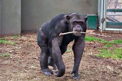 El chimpancé Toti en el zoológico de Bubalcó, Río Negro