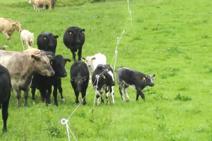 Creep grazing