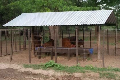 Creep feeding en Santiago del Estero