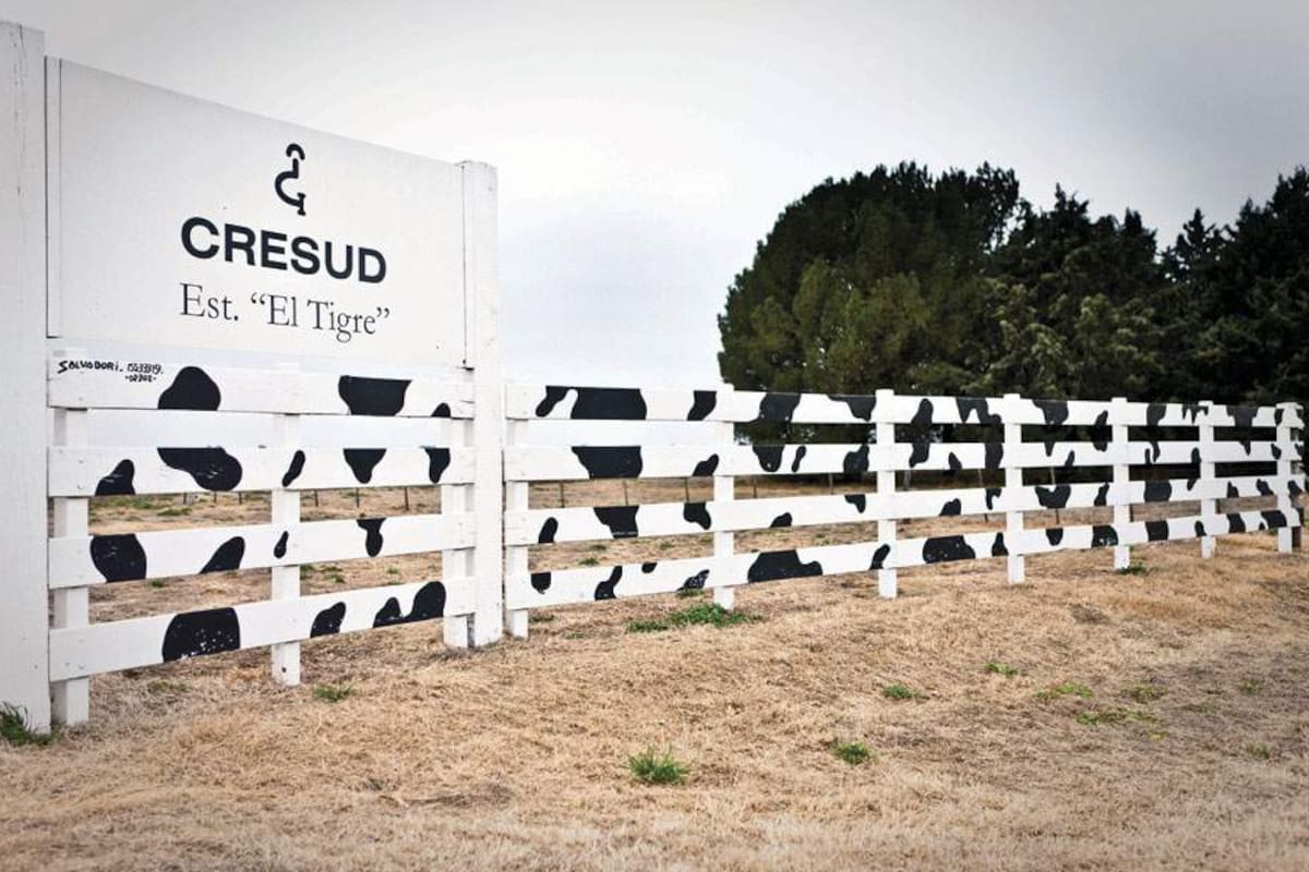 Cresud aumentó un 32% su producción de granos y otros cultivos durante el último ejercicio, con mayores volúmenes de soja, maíz y trigo