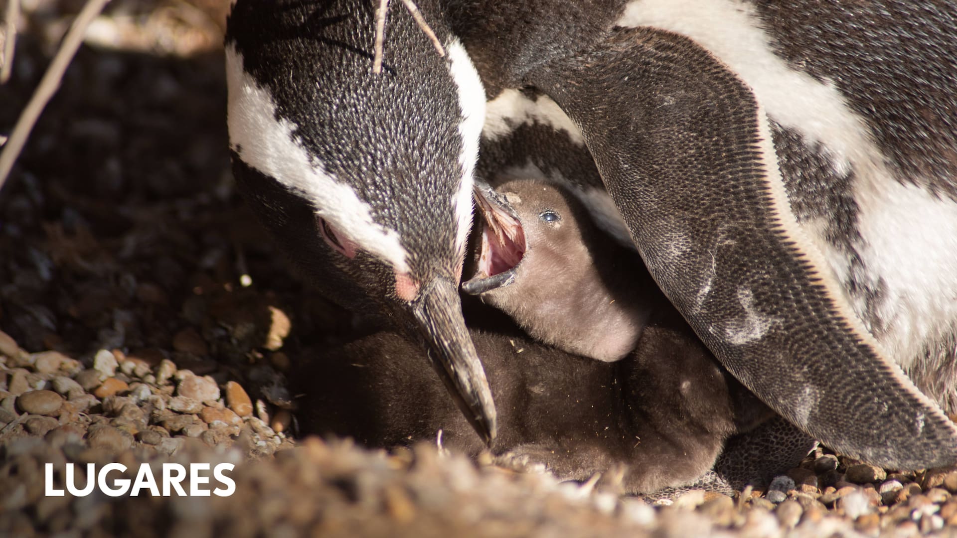Cría de pingüino de Magallanes con su madre