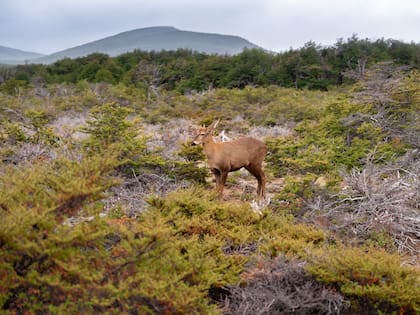 Cría de huemul en el bosque andino patagónico de Chubut.